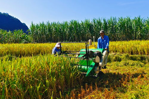農田四季不閑 畜產品購銷貿易的發展與挑戰