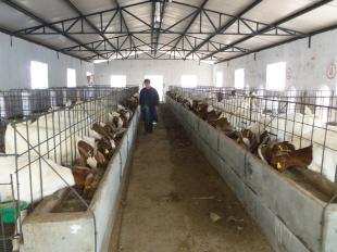 養哪種羊最賺錢？市場分析與品種推薦